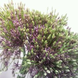 Alium lila Spider 70cm