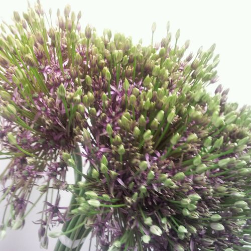 Alium lila Spider 70cm