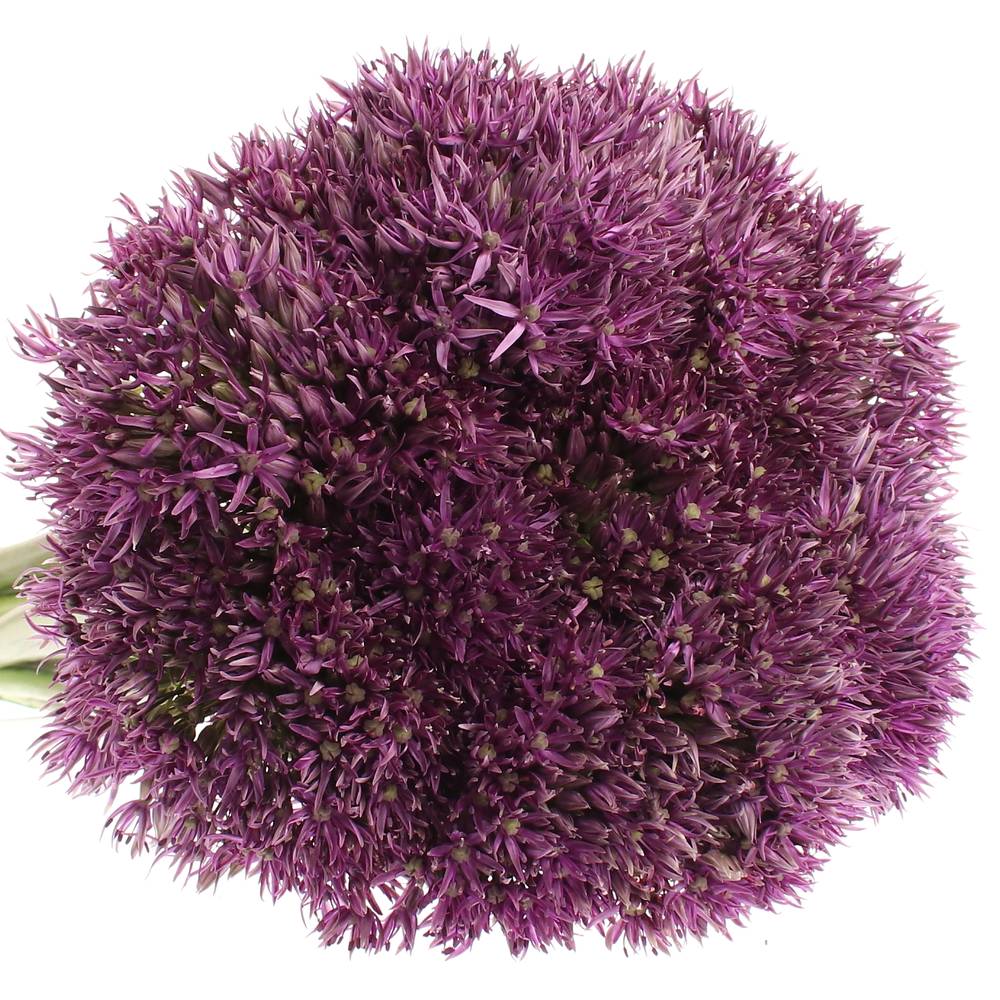 Alium lila Stratos 70cm