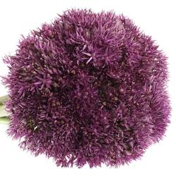 Alium lila Stratos 70cm