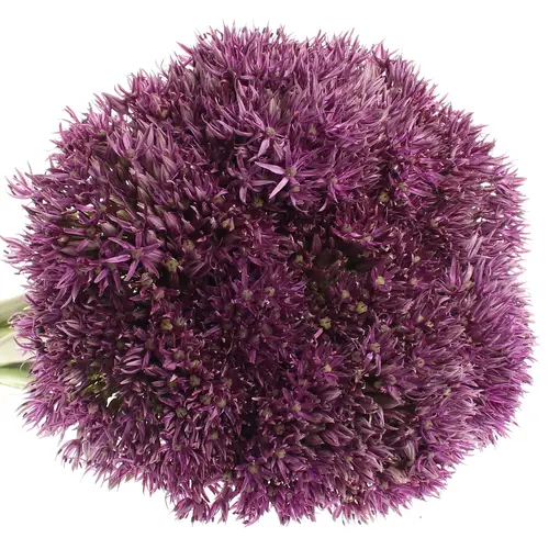 Alium lila Stratos 70cm