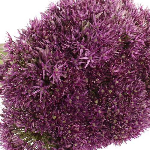 Alium lila Stratos 70cm