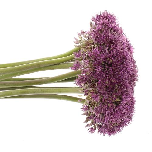 Alium lila Stratos 70cm