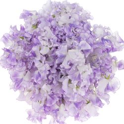 Wicken Lavendel Hell Wedding 35cm