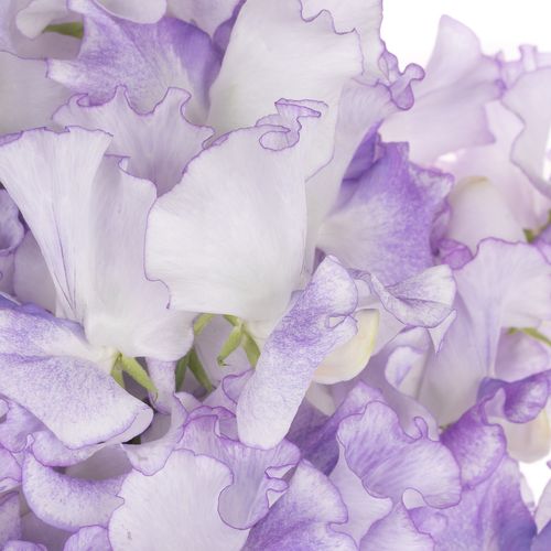 Wicken Lavendel Hell Wedding 35cm