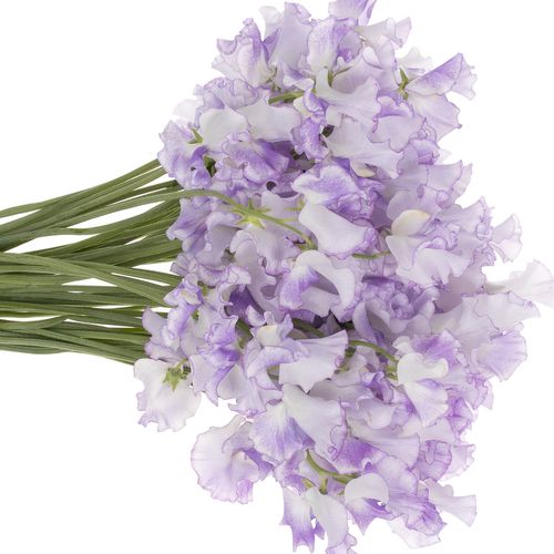 Wicken Lavendel Hell Wedding 35cm