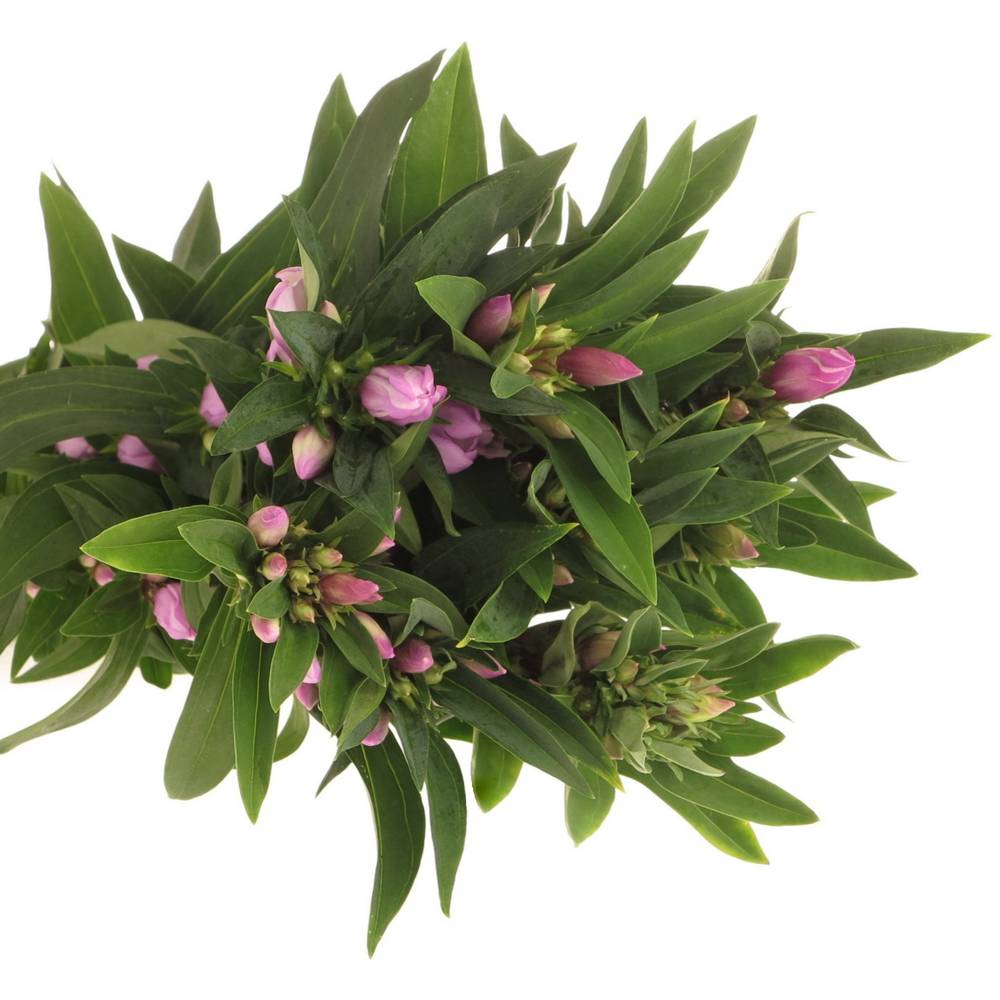 Gentiana pink Sky 70cm