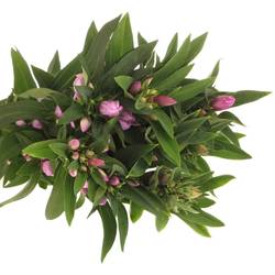 Gentiana pink Sky 70cm