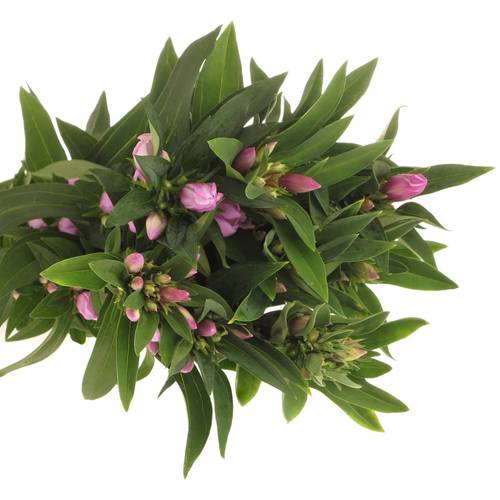 Gentiana pink Sky 70cm