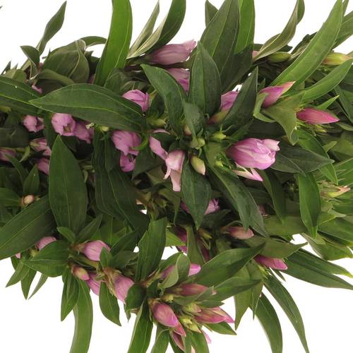Gentiana pink Sky 70cm