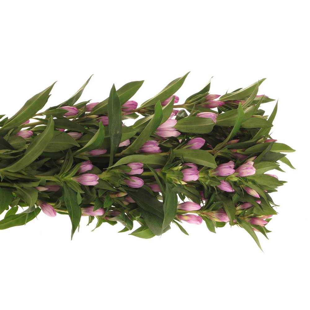 Gentiana pink Sky 70cm