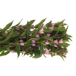 Gentiana pink Sky 70cm