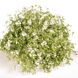 Saponaria weiss 60cm