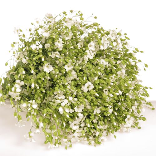 Saponaria weiss 60cm