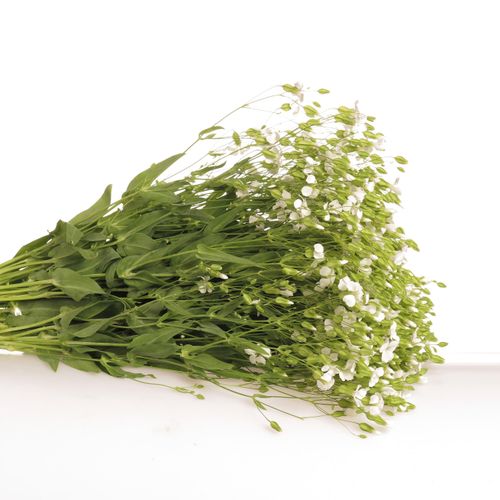 Saponaria weiss 60cm