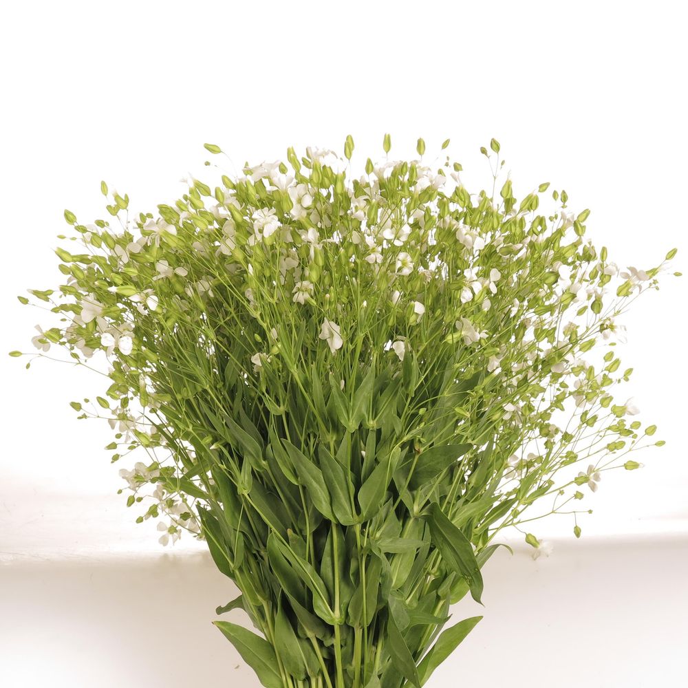 Saponaria weiss 60cm