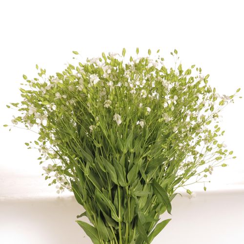 Saponaria weiss 60cm
