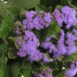 Ageratum lila Blue Planet 50cm