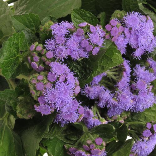 Ageratum lila Blue Planet 50cm