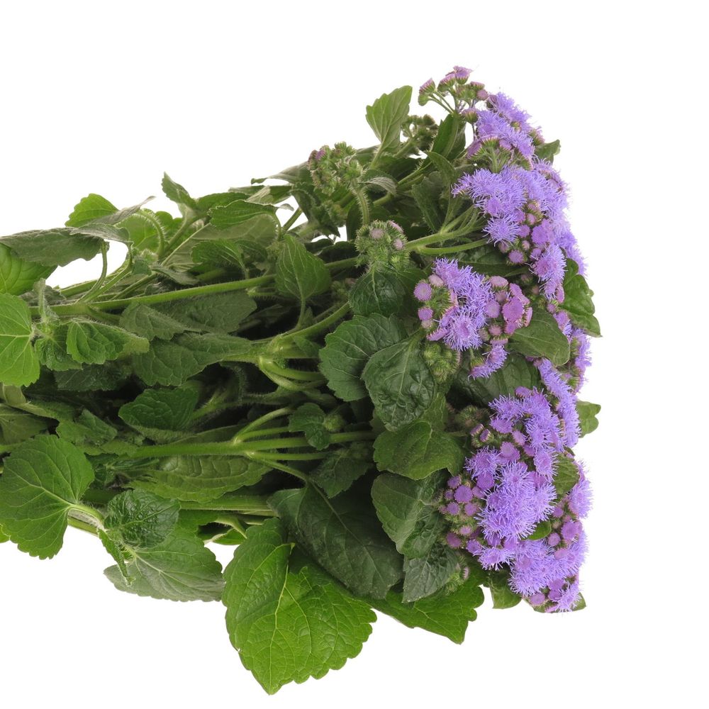 Ageratum lila Blue Planet 50cm