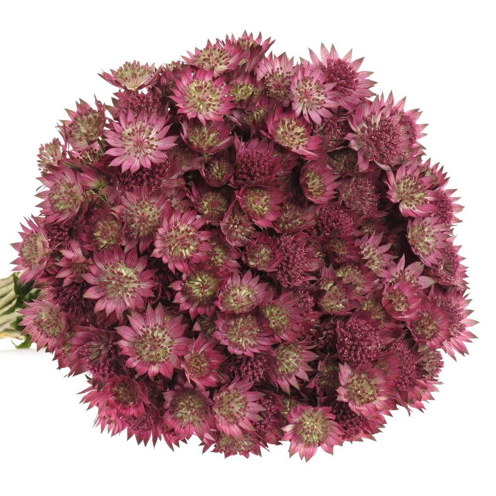 Astrantia pink Sensation 55cm