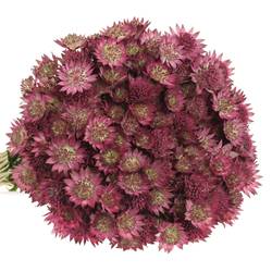 Astrantia pink Sensation 55cm