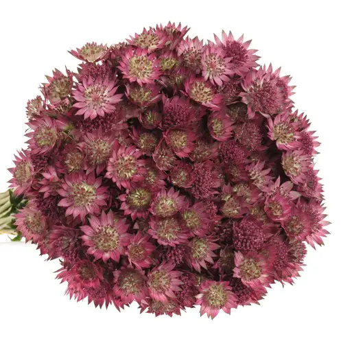 Astrantia pink Sensation 55cm