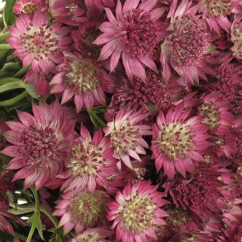 Astrantia pink Sensation 55cm
