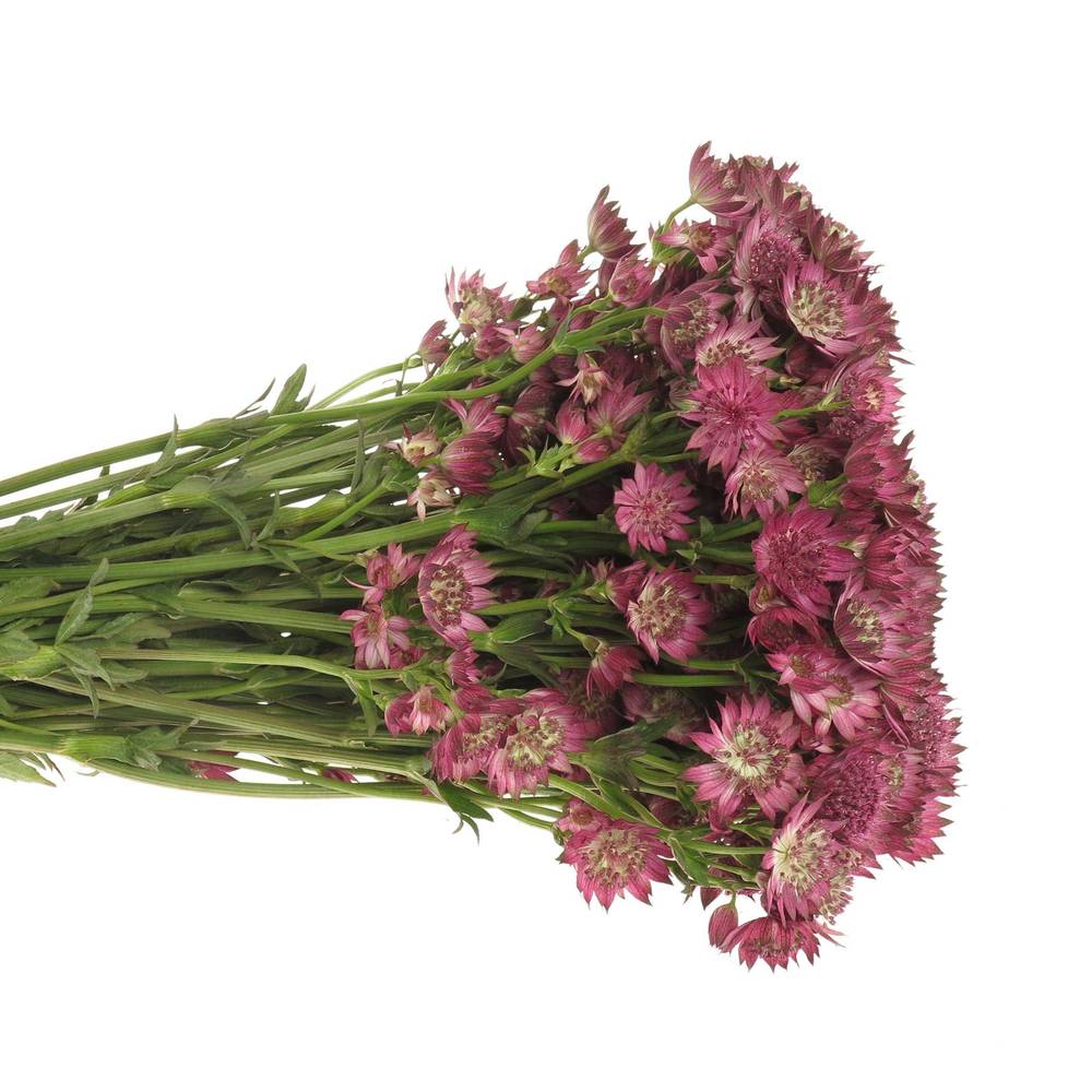 Astrantia pink Sensation 55cm