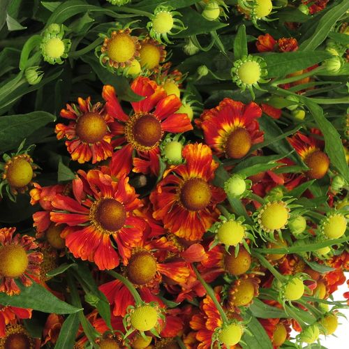 Helenium gelb/rot 50