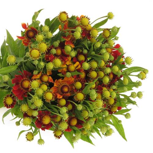 Helenium rot 60cm