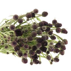 Kornblumen Schwarz 60cm