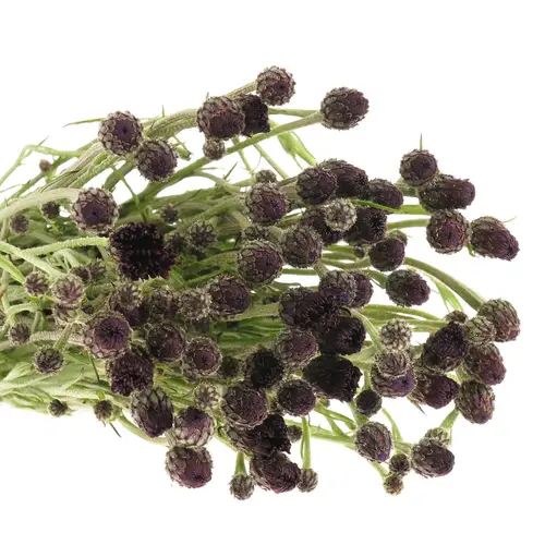 Kornblumen Schwarz 60cm