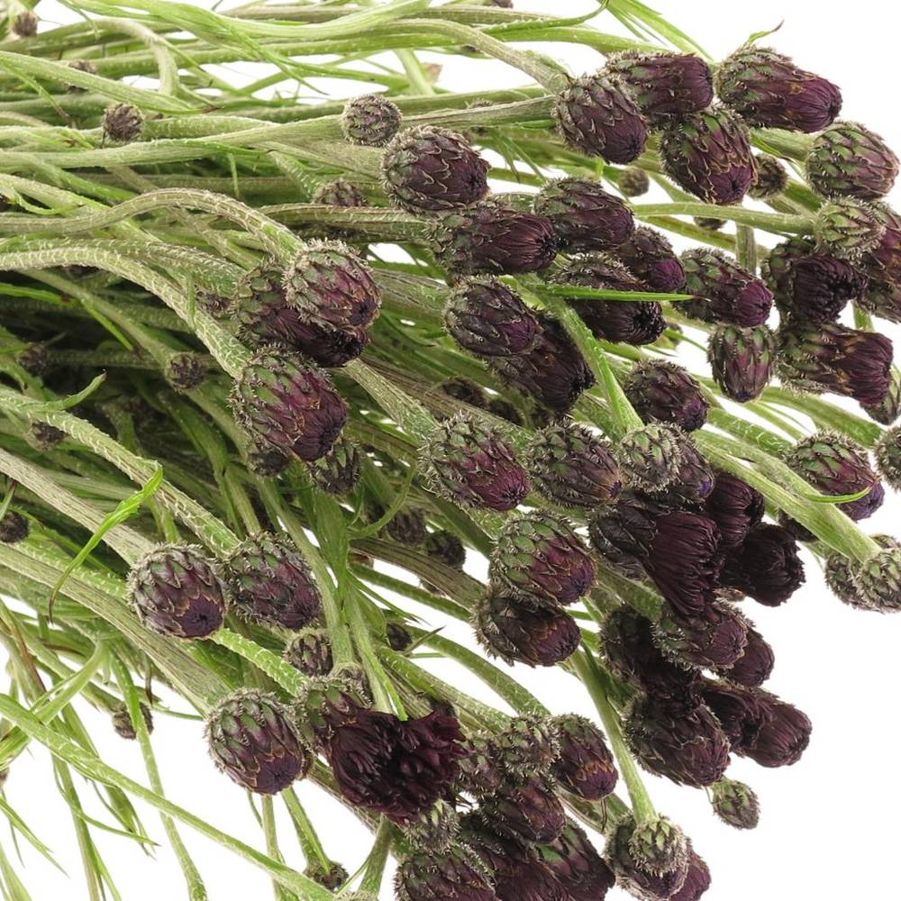 Kornblumen Schwarz 60cm