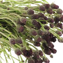 Kornblumen Schwarz 60cm