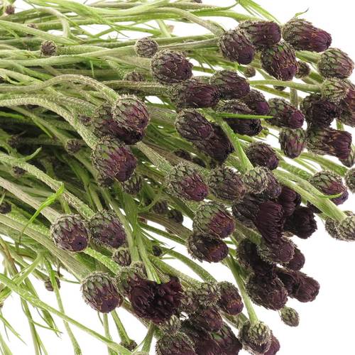 Kornblumen Schwarz 60cm