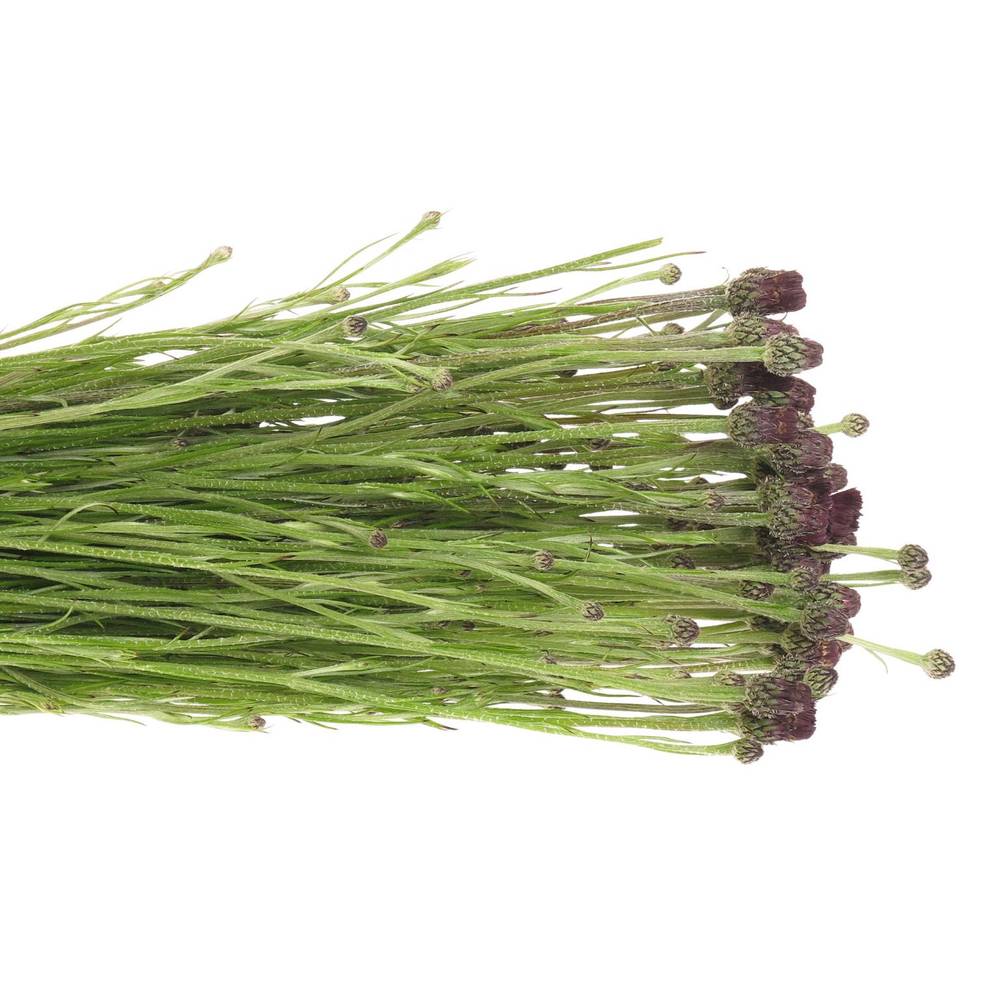 Kornblumen Schwarz 60cm