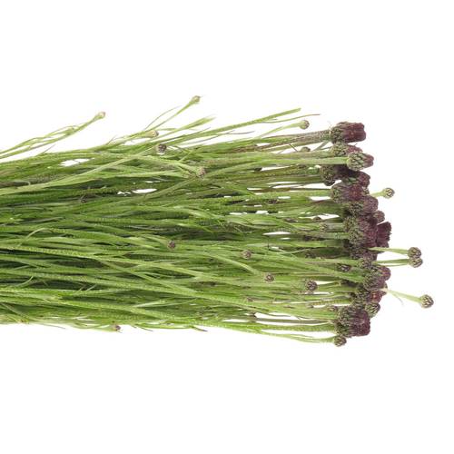 Kornblumen Schwarz 60cm