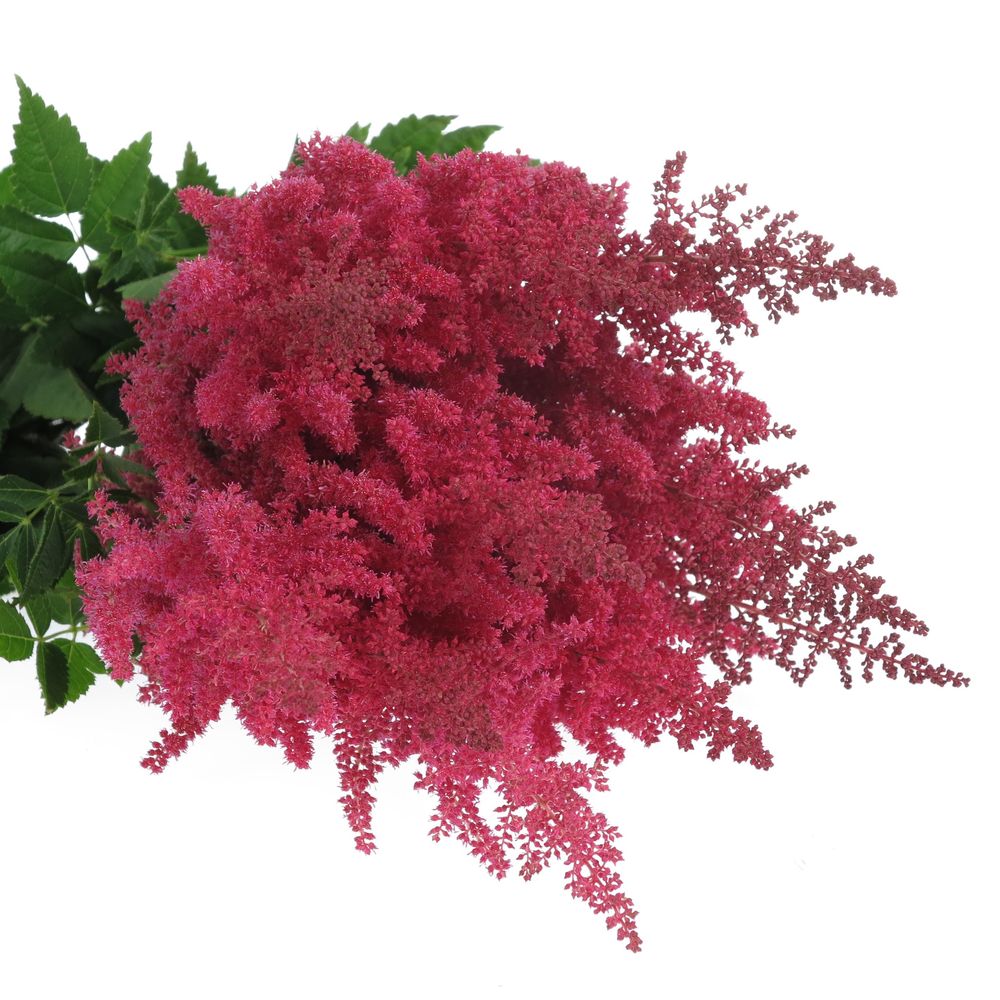 Spirea rosa Paul Gaarde 60cm