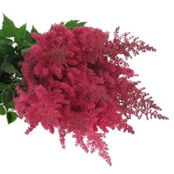 Spirea rosa Paul Gaarde 60cm