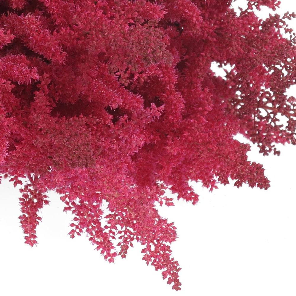 Spirea rosa Paul Gaarde 60cm