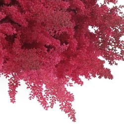 Spirea rosa Paul Gaarde 60cm