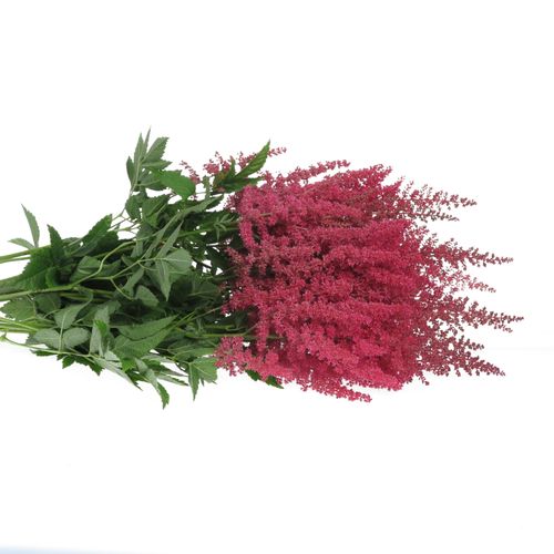 Spirea rosa Paul Gaarde 60cm