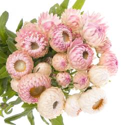 Helicrysum rosa 55cm Ex