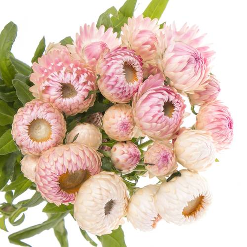 Helicrysum rosa 55cm Ex