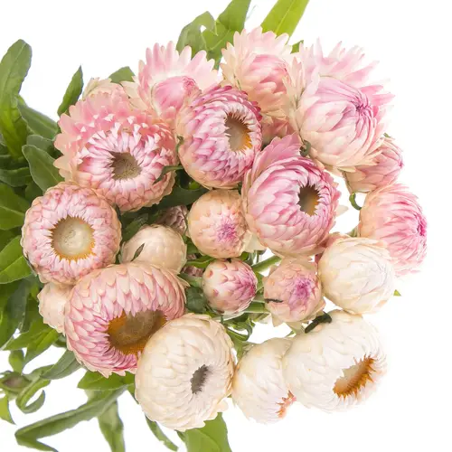 Helicrysum rosa 50cm Ex