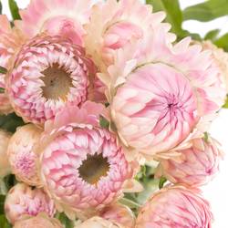 Helicrysum rosa 55cm Ex