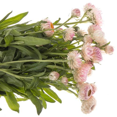 Helicrysum rosa 55cm Ex