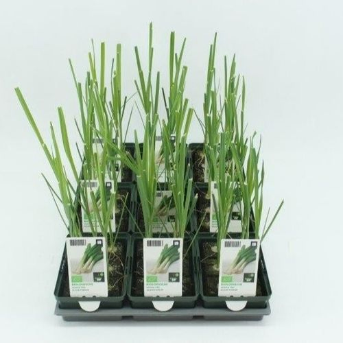 Bio Lauch Winter (9x6 pfl.) T01 H010