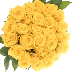 Rose gelb Super Sun (Ec) 50cm